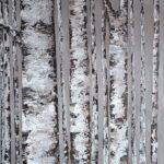 Березы холст масло картина с доставкой