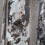Картина на заказ березки от художника